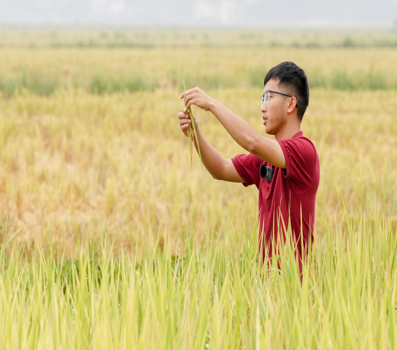 王键宽在东源县柳城镇万绿智慧无人农场示范基地研究“航天稻”