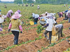 小红薯串起百亿产业链 | 速览《南方日报·遂溪视窗》第73期