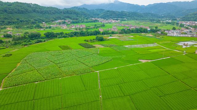 连山稻田