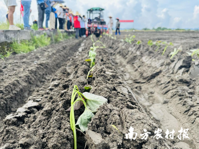 科技赋能种植全环节！番薯机种田头课在阳江举办
