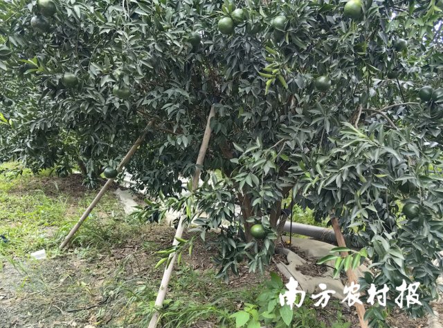 今年第9号台风“苏拉”来临前，新会柑农对柑树进行加固。