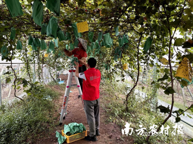 广州人保财险助农抢收防灾减损，筑牢农业安全线
