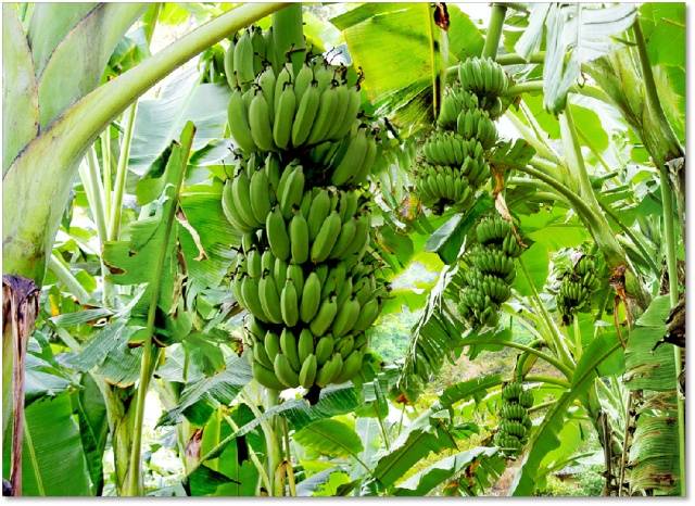 高州遁地蕾香蕉