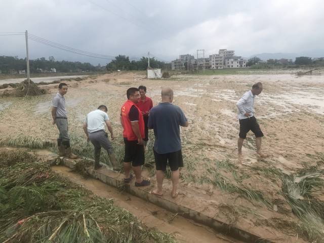 罗镜镇镇村干部查看水田受灾现场