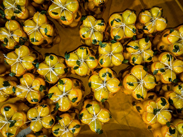 大埔县蜜柚种植基地内,打包好的金柚整装待发。