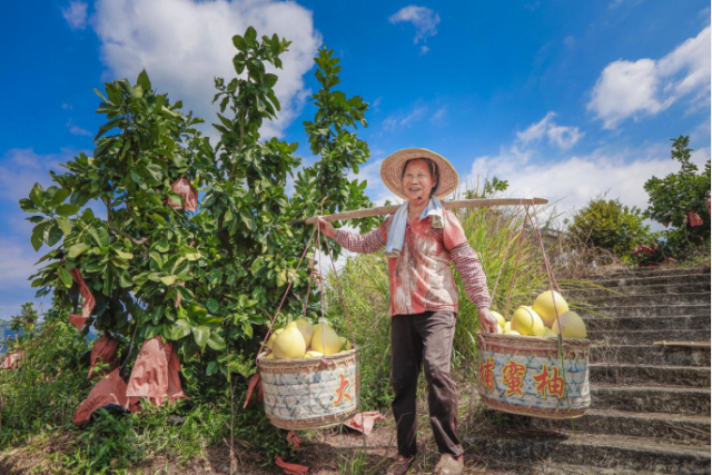 梅州柚产业带动当地百姓逐步富裕起来，是果农心中实至名归的“金柚”。（袁群华 摄）