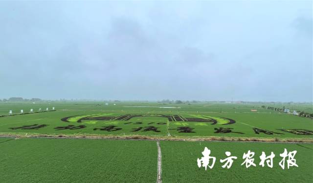 海丰县丝苗米产业园，不同品种水稻的叶片形成“推动高质量发展”的字样。