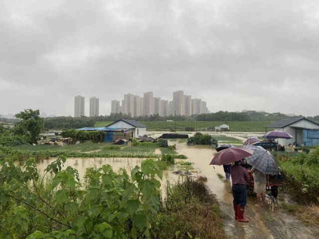 佛山三水西南街道董營(yíng)村農(nóng)田菜地被淹,。 受訪者供圖