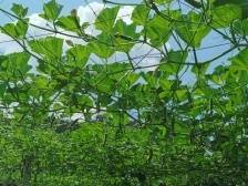 韶关仁化：打好“头雁+产业+人才”组合拳，推进抓党建促乡村振兴示范县建设