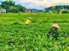 村口工坊撑起“富民伞”丨强村公司 龙川实践⑦