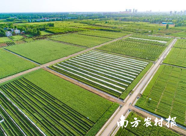 京邓合作杂交小麦产业化基地