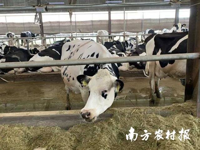 北京奶牛中心自主培育的优秀种公牛
