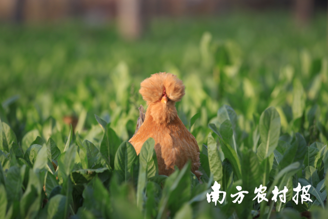 在菜地中自由生长的北京油鸡。图源北京油鸡中心