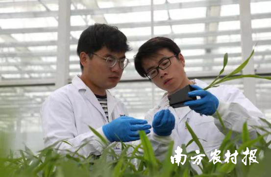 先正达集团中国的实验人员正在检查种苗情况