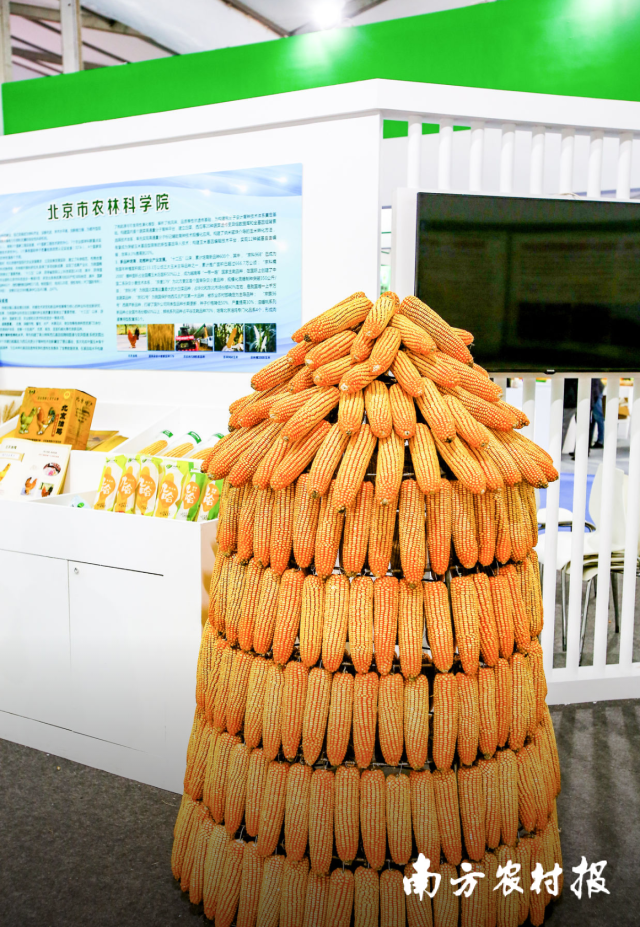 在京科研院所育出了众多玉米大品种