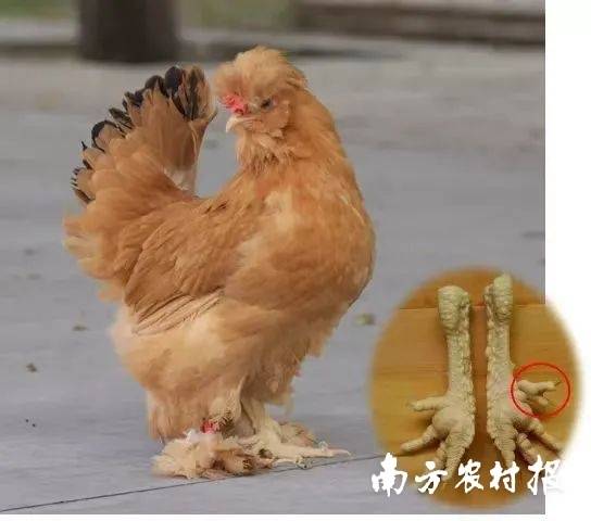 京油鸡是北京唯一的地方鸡种，有“三黄、三毛、五趾”的独特外貌。 