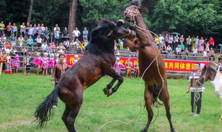 斗馬,、蘆笙踩堂,、苗寨美食……9月15日盡在廣西融水風(fēng)情苗鄉(xiāng)