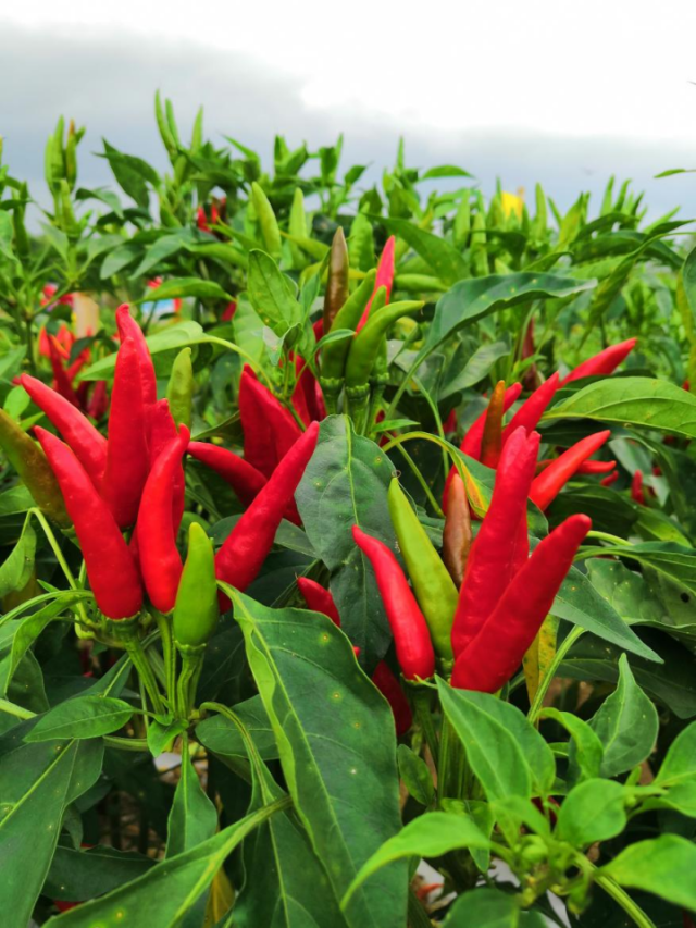 贵州辣椒，“粤”跃欲试