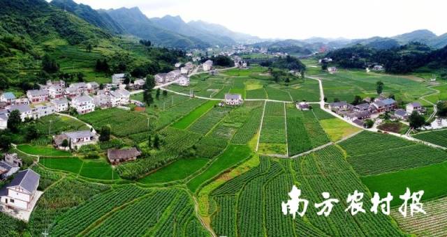 贵州辣椒，成为广东餐桌上不可或缺的一种“刺激”。图为遵义播州区枫香镇辣椒种植基地