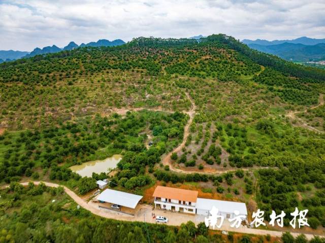 阳春夏威夷果基地推广标准化种植。（李睦宇、李卓然/摄）