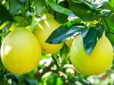 大坪村“产业村长”杨守胜：把梅州柚种成“金果果”|产业村长上岗 乡村振兴有方⑥