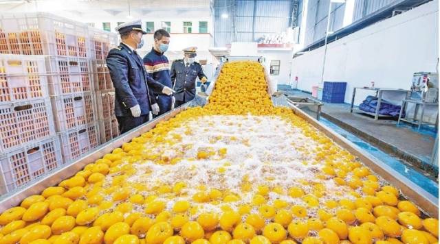 海关关员对沃柑出口进行监管。 海关关员对沃柑出口进行监管。
