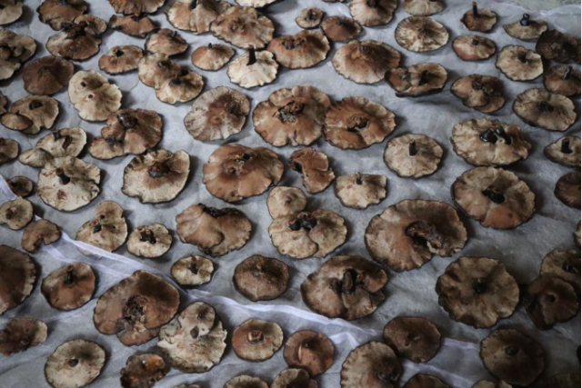 “灵芝房”里待售的灵芝