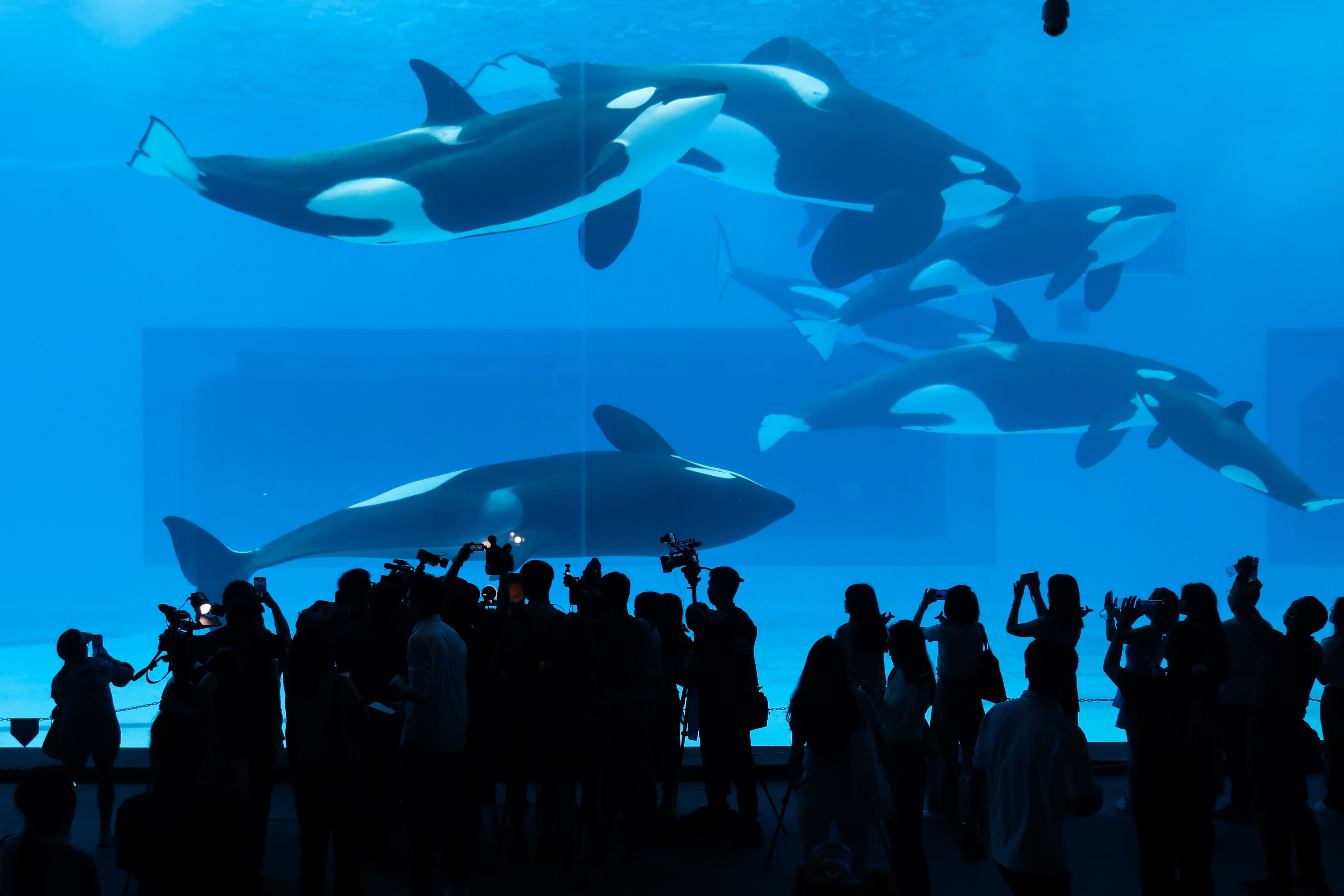透过全球最大面积的亚克力玻璃窗欣赏虎鲸。 