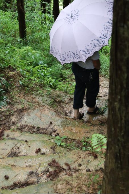 通往灵芝基地的路是黄泽锋和村干部们一步步“踏出来”的