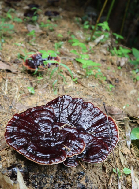 即将迎来采收的第三批灵芝