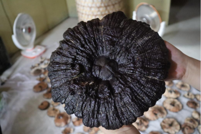 月光正村种出的仿野生紫灵芝