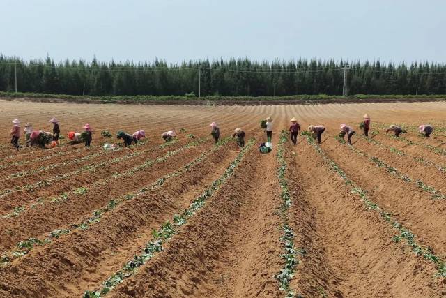 陆丰甘薯产业园种植基地。