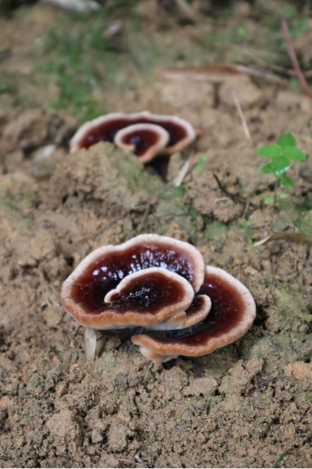 黄泽锋和村干部们盼望着这些“新生儿”们能长成“大个子”