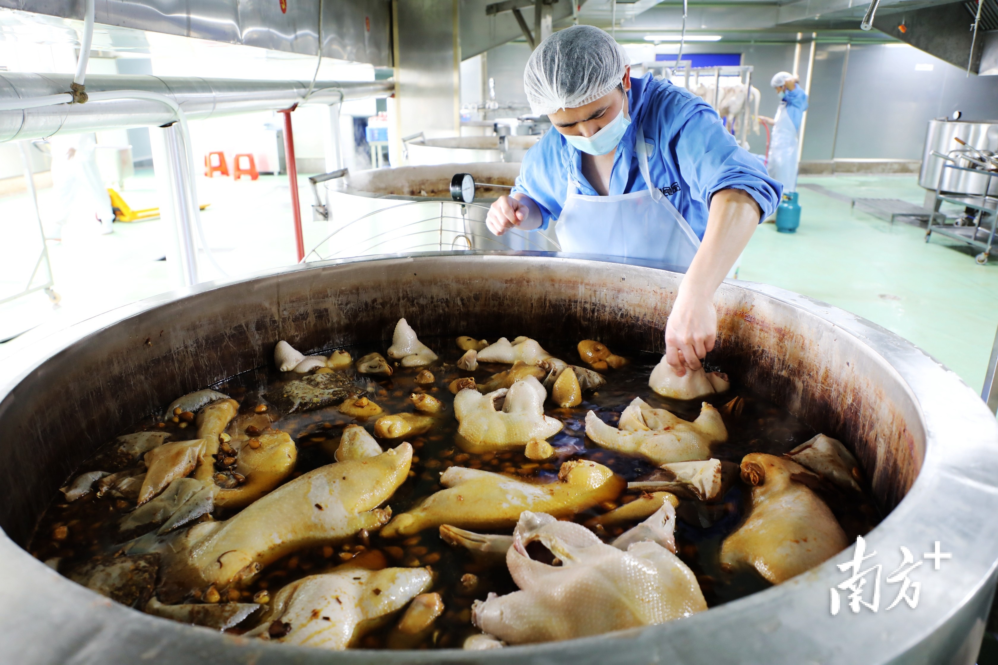 广东熙望食品有限公司的加工车间内，员工正在卤制狮头鹅。 张伟炜 摄
