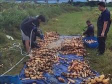 曲江乌石镇：“藕”遇时机，“莲”通农民致富路