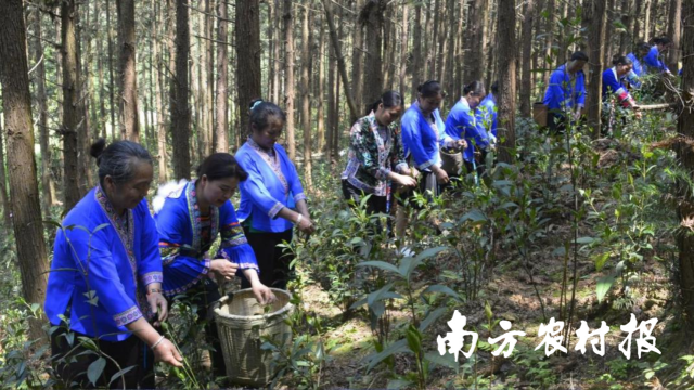 盘荣村成立村集体经济合作社推广草珊瑚林下种植