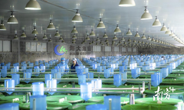 海大集团水产种苗繁育中心