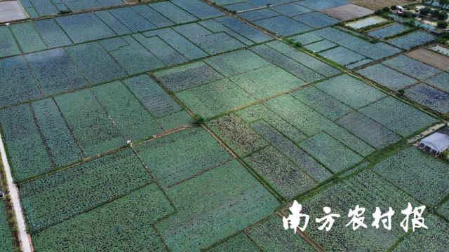 东凤芡实种植基地航拍图  孙安迪/摄
