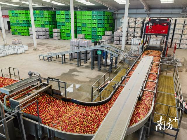 上戈镇苹果分拣中心  南方农村报 黄婵 拍摄
