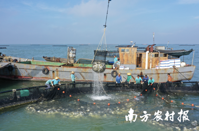 湛江金鲳鱼迎来丰收季。广东粤海饲料集团股份有限公司谢镇伟 摄 