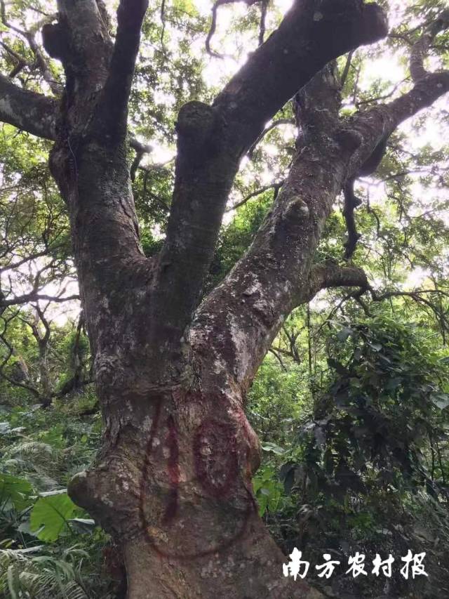 坑美村百年古橄欖樹。