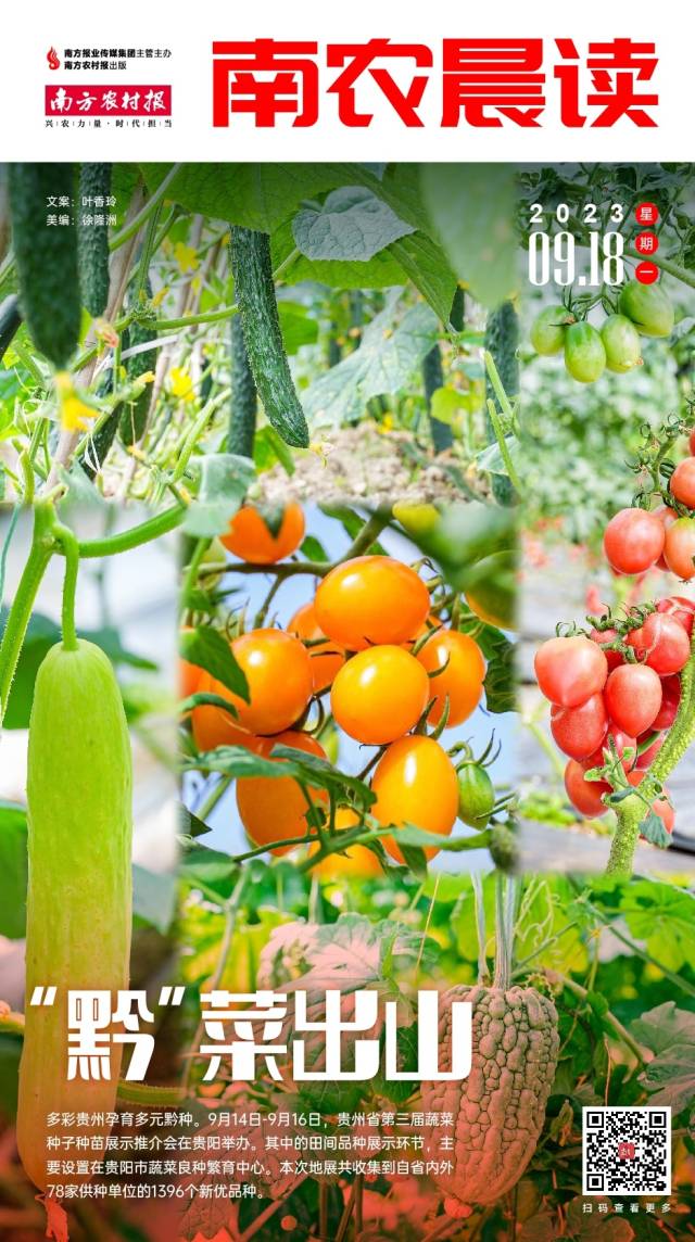 南方农村报 常秦 拍摄