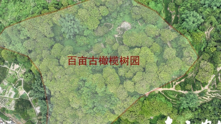 潮州文祠“百畝橄欖園主”線上競拍活動正式開拍,，快來接“繡球”