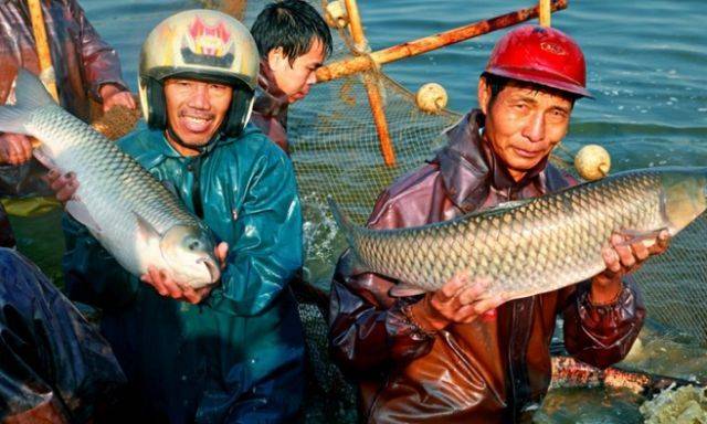 小榄镇东升脆肉皖喜获丰收。