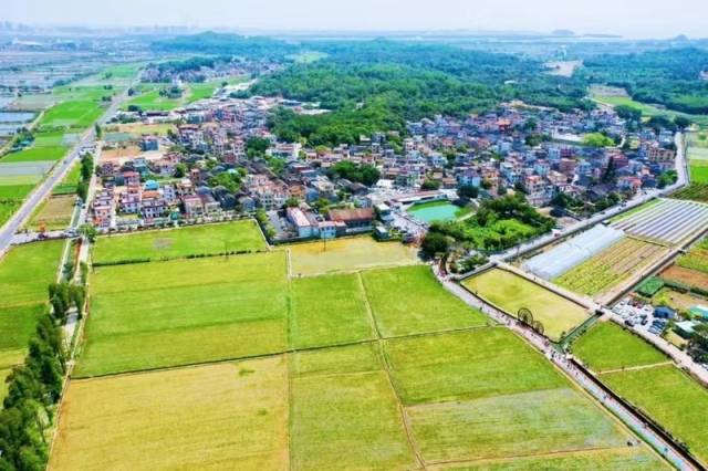 南朗街道左步村稻田风光。