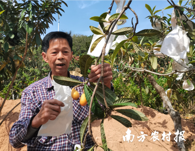 初夏枇杷甜，满树正金黄。文祠枇杷种植户廖慰华高兴地采下成熟的枇杷。许东宜 摄