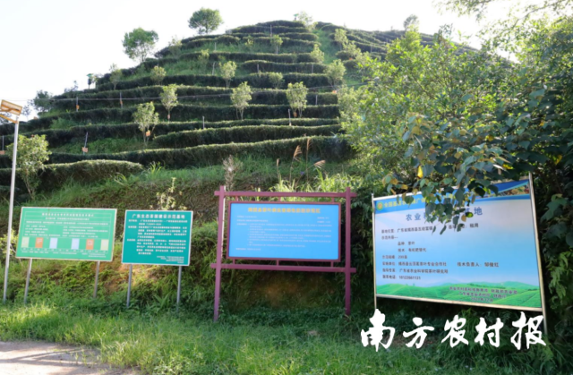 揭西县云顶茗茶叶专业合作社茶园。资料图片