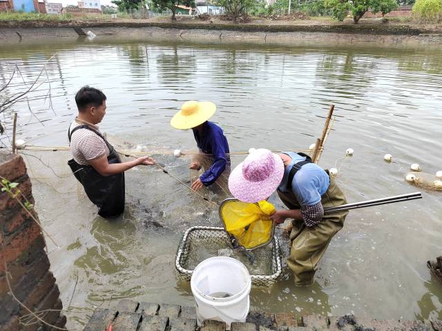 彭寿卓一家在转移塘鱼。