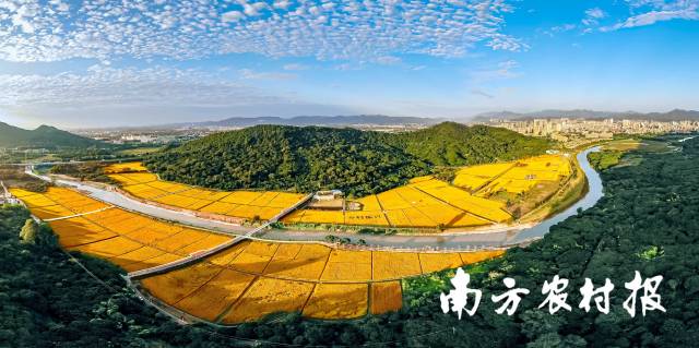 廣州市從化區(qū)艾米小鎮(zhèn)，鑲嵌在碧綠山野間的金黃稻田