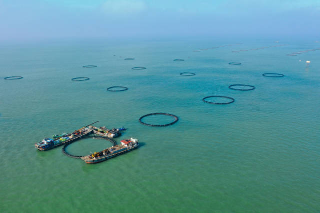 湛江汇富海洋科技有限公司养殖基地。受访者供图